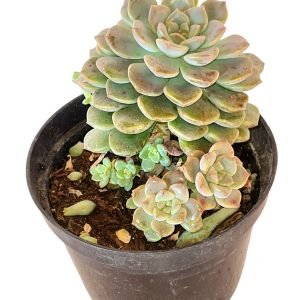 Suculenta Echeveria Tinkerbell- Colônia