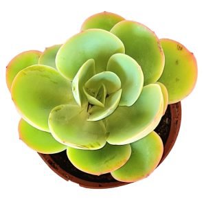 Suculenta Echeveria Peach Pride