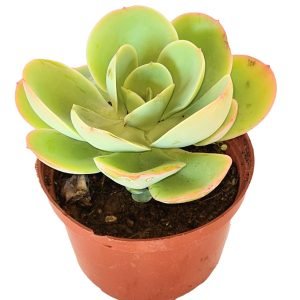 Suculenta Echeveria Peach Pride