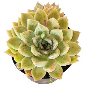 Suculenta Echeveria Melody