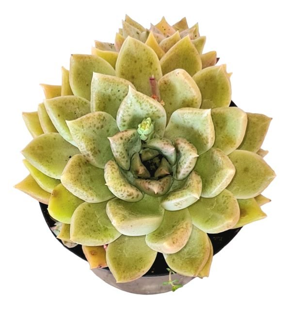 Suculenta Echeveria Melody