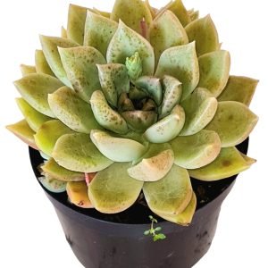 Suculenta Echeveria Melody
