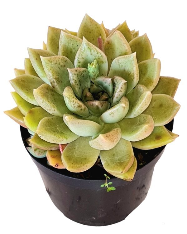 Suculenta Echeveria Melody - Image 2