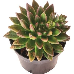 Suculenta Echeveria Zodiak