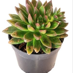 Suculenta Echeveria Zodiak