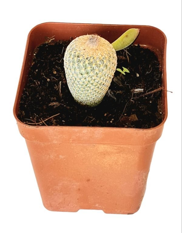 Cacto Botão - Epithelantha micromeris - Image 2