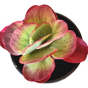 Suculenta Kalanchoe Fantastic