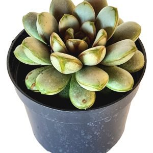Suculenta Graptoveria Amethorum