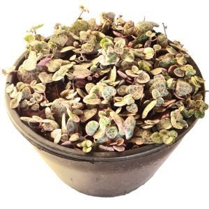 Suculenta Coração Emaranhado Variegata- Cuia 21