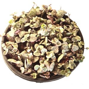 Suculenta Coração Emaranhado Variegata- Cuia 21