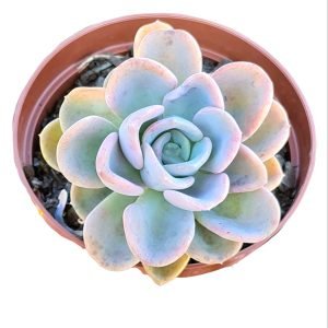 Suculenta Graptoveria Orpet