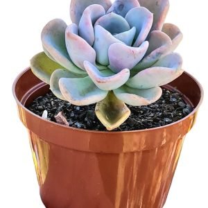Suculenta Graptoveria Orpet