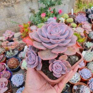 Echeveria Dust Rose