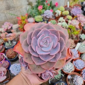 Echeveria Dust Rose