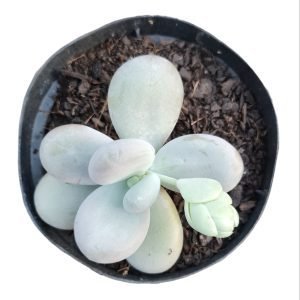 Suculenta Pachyphytum Oviferum (Pedra da Lua)