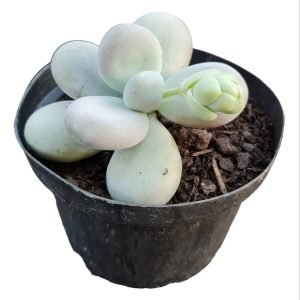 Suculenta Pachyphytum Oviferum (Pedra da Lua)