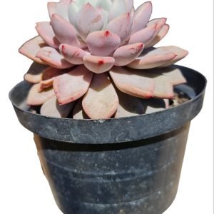 Suculenta Echeveria Violet Magic