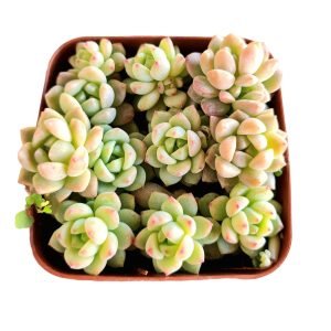 Suculentas Sedum Perez de la rosae