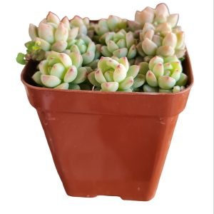 Suculentas Sedum Perez de la rosae