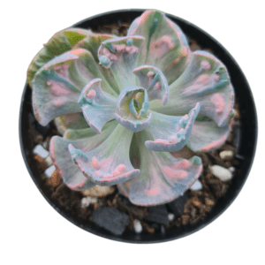 Suculenta Echeveria Beyonce Veriegata – Pote 11