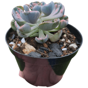 Suculenta Echeveria Beyonce Veriegata – Pote 11