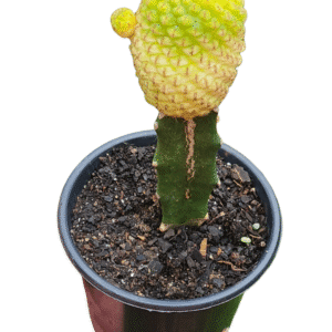 Sulcorebutia Rauschii Violacidermis Variegata