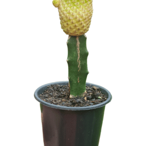 Sulcorebutia Rauschii Violacidermis Variegata