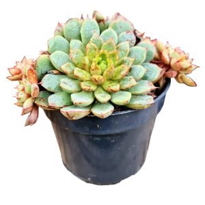 Suculenta Echeveria Shamrock (Colônia)