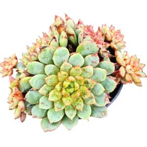 Suculenta Echeveria Shamrock (Colônia)