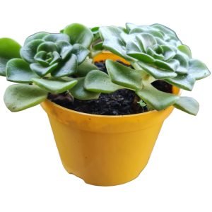 Suculenta Aeonium Lily Pad