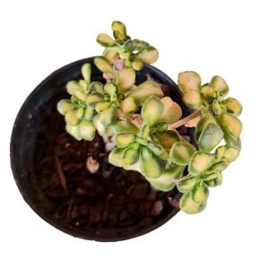 Suculenta Aeonium lindleyi  Variegata