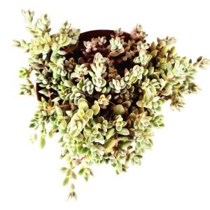 Suculenta Crassula Lanuginosa