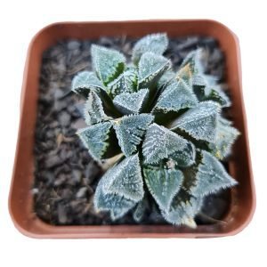 Suculenta Haworthia Korizaro