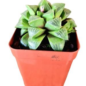 Suculenta Haworthia Retusa