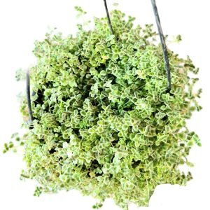 Suculenta Crassula Mini Kitty – Cuia 23