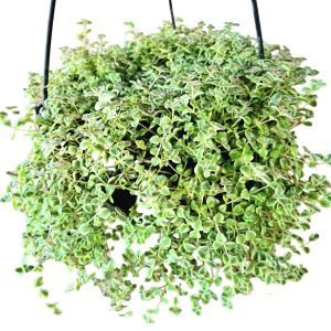 Suculenta Crassula Mini Kitty – Cuia 23