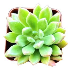 Suculenta Echeveria Frida Kahlo