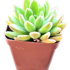 Suculenta Echeveria Frida Kahlo