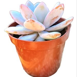 Suculenta Echeveria Lauii