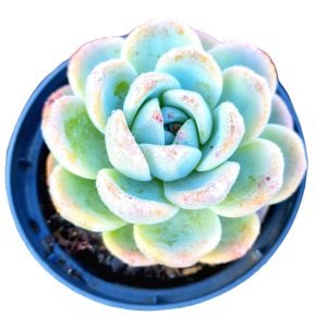 Suculenta Echeveria Ice Green