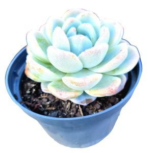 Suculenta Echeveria Ice Green