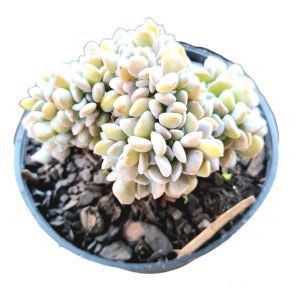 Suculenta Echeveria Cubic Frost Cristata