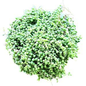 Suculenta Colar de Pérolas- Cuia 23