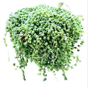 Suculenta Colar de Pérolas- Cuia 23