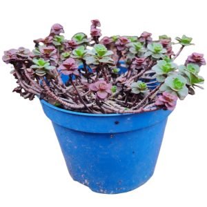 Suculenta Sedum Voodoo