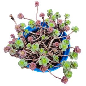 Suculenta Sedum Voodoo