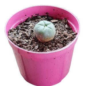 Lophophora peiote