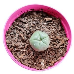 Lophophora peiote