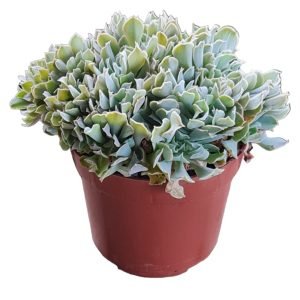 Suculenta Echeveria Topsy turvy cristata