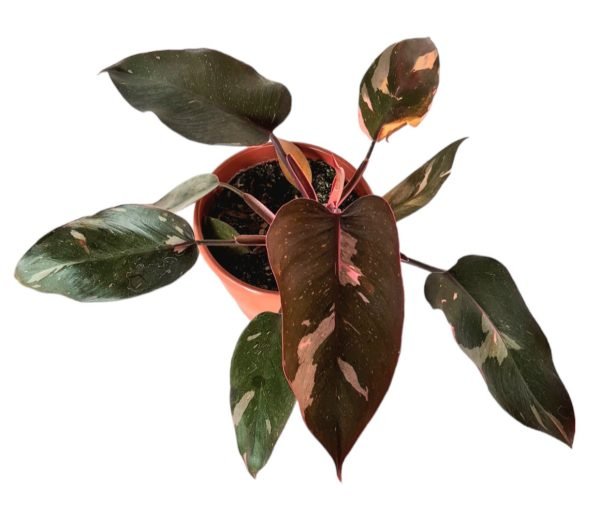 Folhagem Philodendron Pink Princess - Image 2